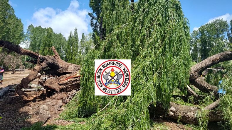 Dramático rescate: un hombre fue aplastado por un árbol | LM Neuquen Dramático rescate: un hombre fue aplastado por un árbol