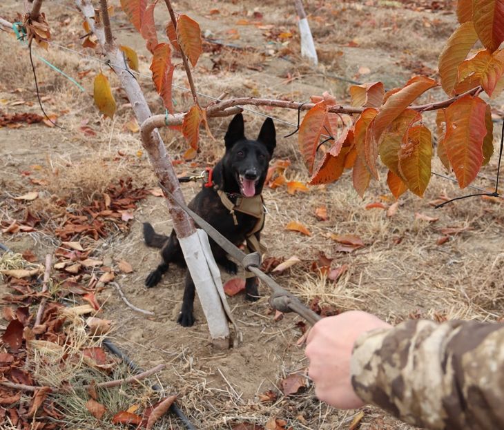 Humma, analizando una planta de cereza en el estado de Washington. Humma, analizando una planta de cereza en el estado de Washington.