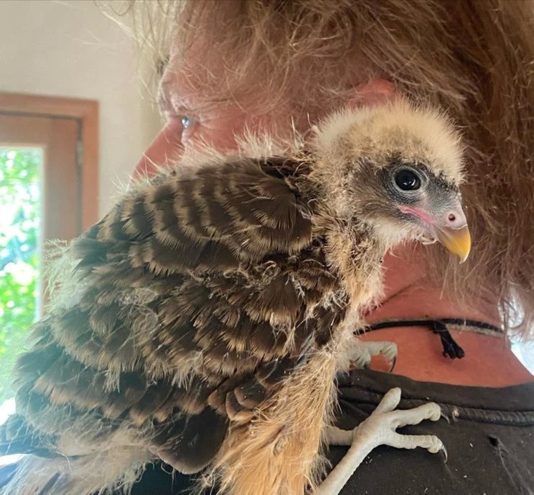 Facundo Arana compartió el estado de los pequeños pájaros