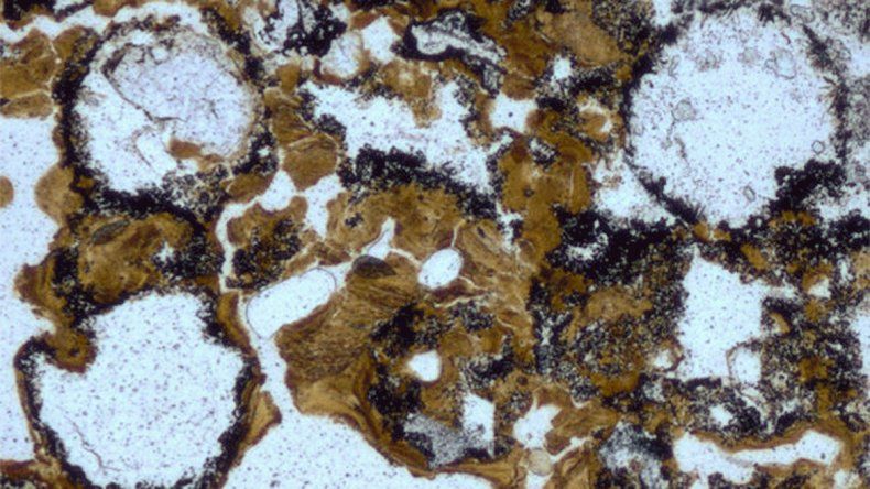 La investigadora Tara Djokic, coautora del trabajo. Los microorganismos fueron hallados en rocas de aguas termales continentales que tienen 3480 millones de años de antigüedad, en el Cratón de Pilbara, al noroeste de Australia.