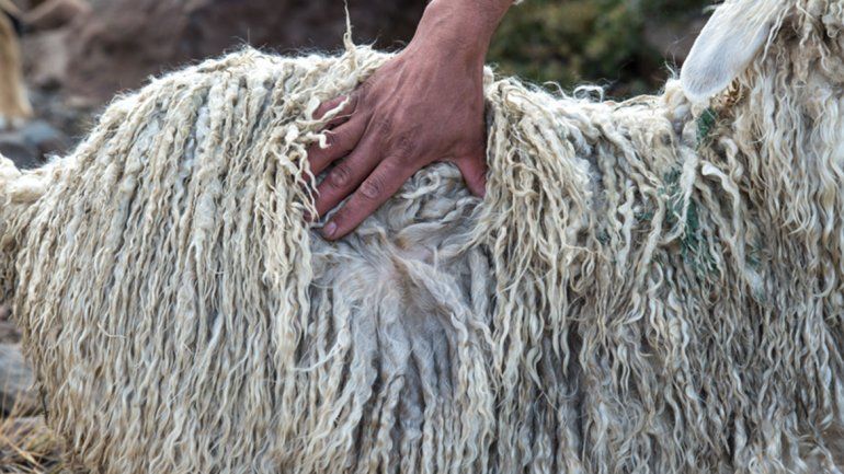 Alivio por la reactivación del mercado de las lanas