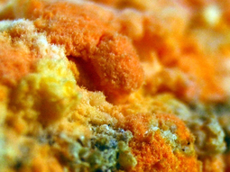 El oncom es un alimento javanés hecho con pulpa de soja fermentada por el moho Neurospora intermedia, consumido en salteados o como aperitivo frito.Imagen: Vayu Hill-Maini, UC Berkeley El oncom es un alimento javanés hecho con pulpa de soja fermentada por el moho Neurospora intermedia, consumido en salteados o como aperitivo frito.Imagen: Vayu Hill-Maini, UC Berkeley