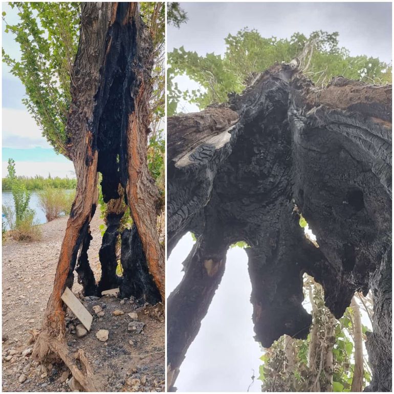 El fuego de un asado causó daños ambientales en un sector del río Limay