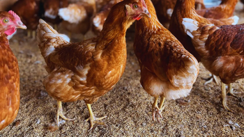 Se busca sentar las bases para un desarrollo avícola sostenible y económicamente viable Se busca sentar las bases para un desarrollo avícola sostenible y económicamente viable