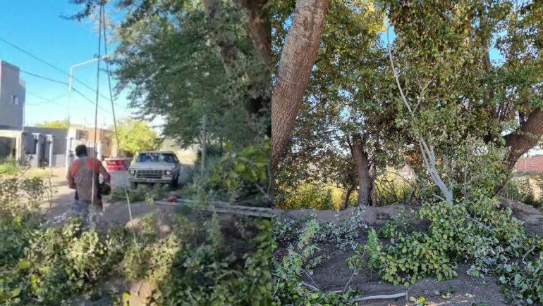 Vecinos pusieron el cuerpo para frenar las topadoras de una tala ilegal