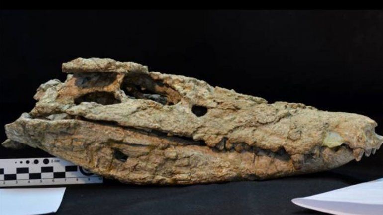 Descubren en Neuquén  un cocodrilo de dos metros y 70 millones de años