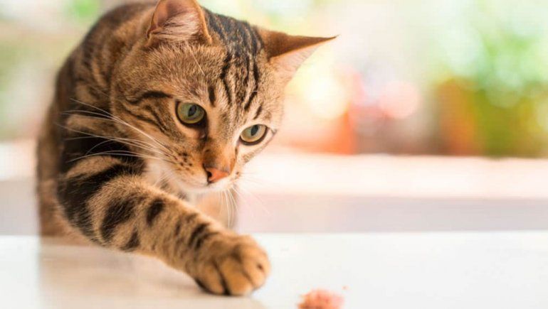 TikTok: gato entró a la cocina y causó un gran desastre. | Foto referencial.
