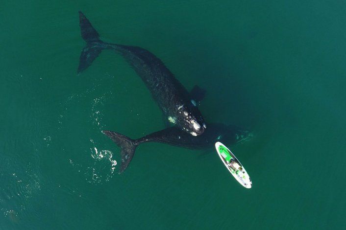 Comenzó la temporada de avistaje de ballenas en Puerto Madryn.