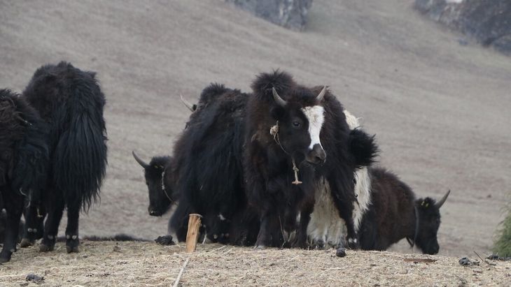 Los machos híbridos (jopke o tole) no son fértiles y eso genera un serios problemas para la actividad. Los machos híbridos (jopke o tole) no son fértiles y eso genera un serios problemas para la actividad.
