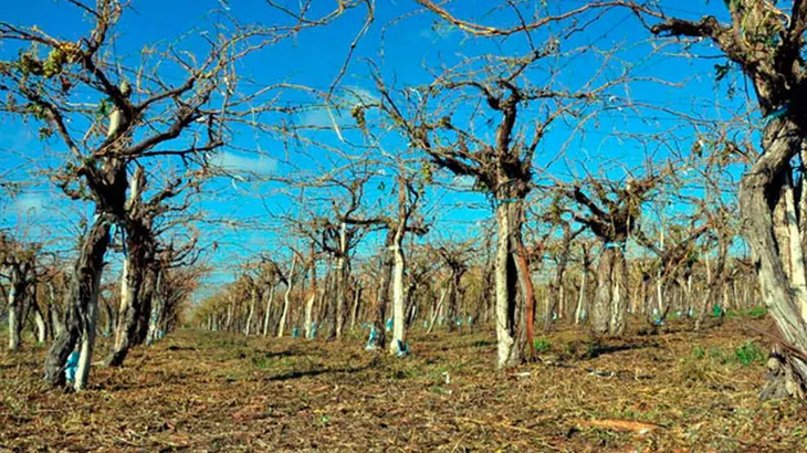 Stock acumulado de vino del año anterior limita la compra de nueva uva y presiona a los productores. Stock acumulado de vino del año anterior limita la compra de nueva uva y presiona a los productores.