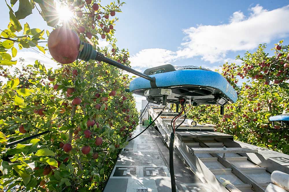 Equipados con inteligencia artificial y sistemas de visión computacional, estos drones autónomos prometen transformar la fruticultura mundial al aumentar la eficiencia, reducir costos y operar día y noche.