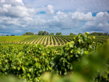 El arranque de cepas en La Gironda busca reducir el excedente de vino tinto en el mercado global. El arranque de cepas en La Gironda busca reducir el excedente de vino tinto en el mercado global.