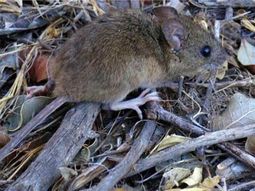 Un hombre murió por hantavirus en Bariloche. Un hombre murió por hantavirus en Bariloche.