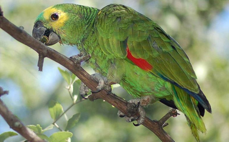 Vendió un loro cuya comercialización está prohibida.