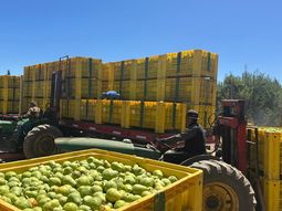 ¿la fruticultura puede competir con los sueldos de vaca muerta? ¿la fruticultura puede competir con los sueldos de vaca muerta?