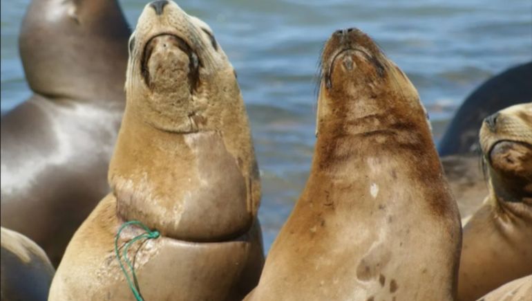 La fiscalía de Chubut especializada en ambiente y delitos contra los animales inició el protocolo de emergencia para dar con el animal amenazado