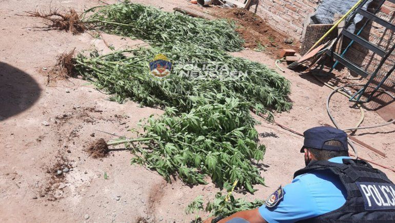 La Policía secuestró cuatro plantas de marihuana de una vivienda de Plottier.