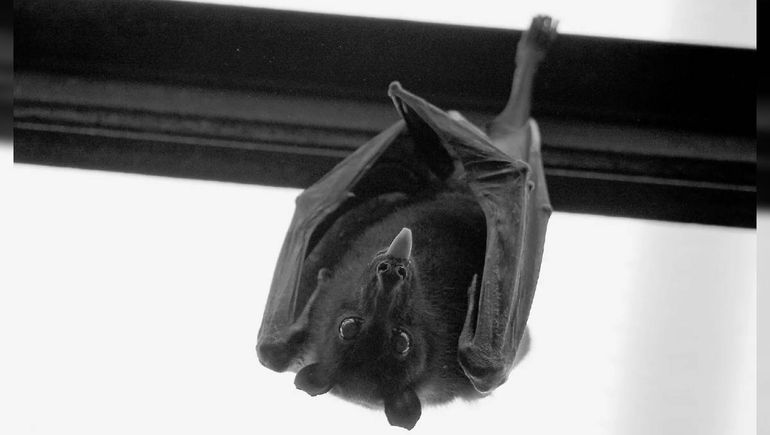 Otro de los murciélagos infectados con rabia fue hallado cerca de una escuela de Trelew (imagen ilustrativa). Otro de los murciélagos infectados con rabia fue hallado cerca de una escuela de Trelew (imagen ilustrativa).