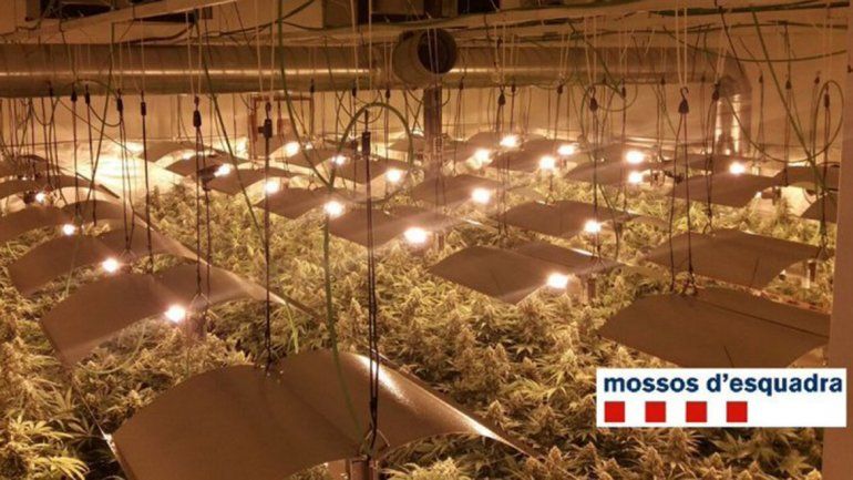 Para mantener diez plantaciones de marihuana dejaron sin luz a un pueblo entero