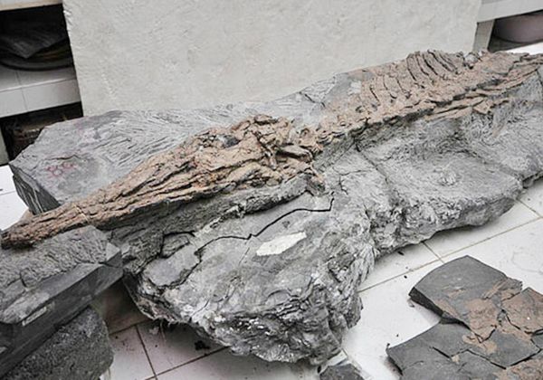 Hallan en Colombia el fósil casi completo  de un reptil marino