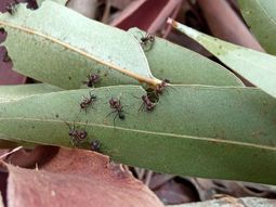 A las hormigas les fascinan los árboles que nosotros plantamos, dijo el biólogo José Villacide. A las hormigas les fascinan los árboles que nosotros plantamos, dijo el biólogo José Villacide.