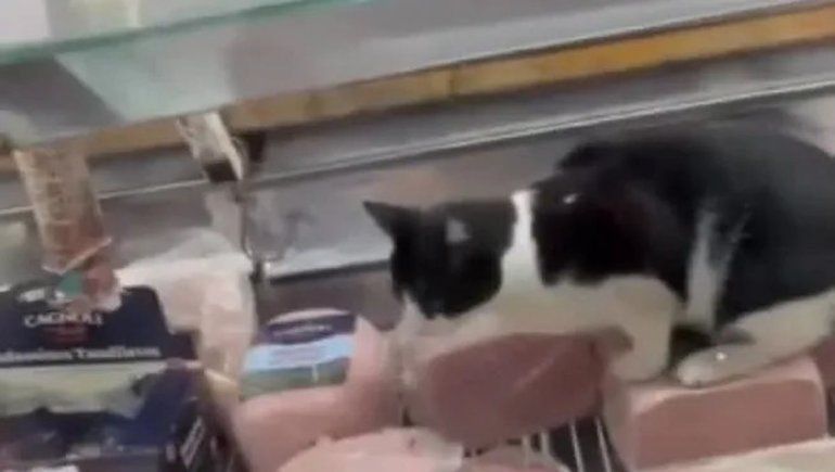 Clausuraron supermercado tras el video viral de un gato comiendo jamón