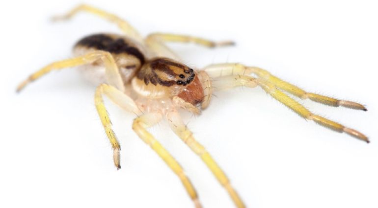 La araña fantasma milenaria descubierta por científicos del Conicet en Tierra del Fuego. La araña fantasma milenaria descubierta por científicos del Conicet en Tierra del Fuego.