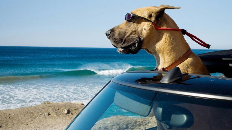 Las mascotas en las vacaciones