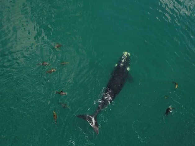 Una decena de lobos marinos rodearon a la ballena y durante varios minutos juguetearon a su alrededor.&nbsp;