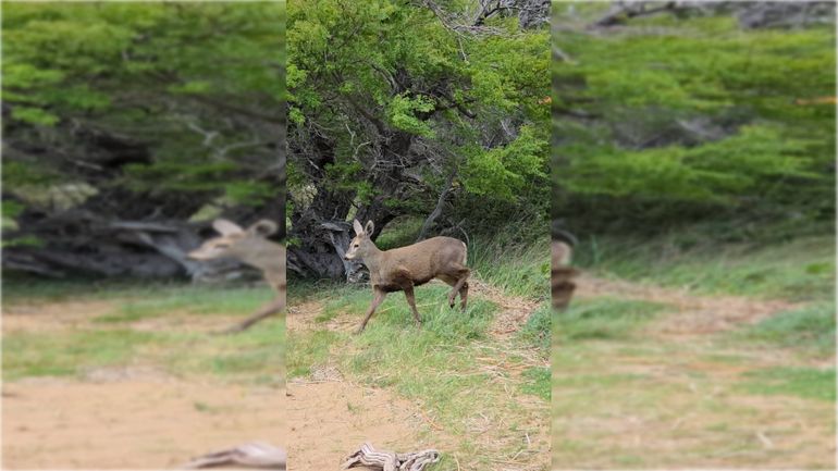 El animal fue visto este fin de semana en la Laguna Polo.&nbsp;