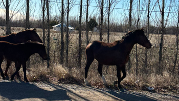 ruta 7: alerta por una gran cantidad de caballos sueltos