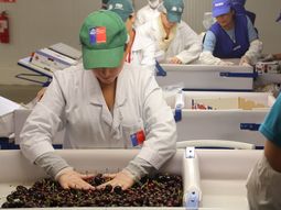 El SAG optimista con lograr un nuevo récord en la exportación de cerezas. El SAG optimista con lograr un nuevo récord en la exportación de cerezas.