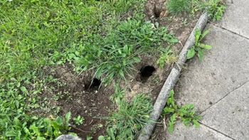 fotos impactantes: encontraron ratas del tamano de un gato y temen una plaga fotos impactantes: encontraron ratas del tamano de un gato y temen una plaga