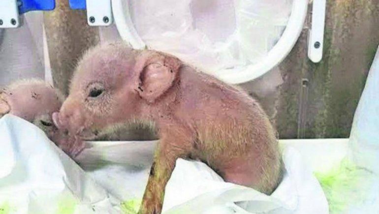 Científicos chinos crearon un híbrido de mono y cerdo