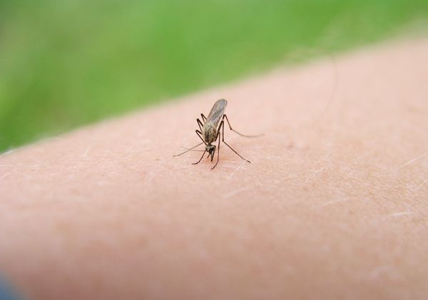 Es importante intentar desinfectar los ambientes y evitar la proliferación de mosquitos. Es importante intentar desinfectar los ambientes y evitar la proliferación de mosquitos.
