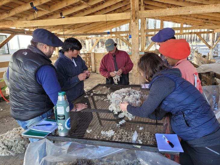 Prolana es un programa nacional que busca el mejoramiento de la lana. Foto: gentileza. Prolana es un programa nacional que busca el mejoramiento de la lana. Foto: gentileza.