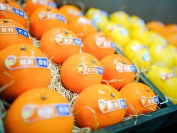 La producción supera los 67 millones de toneladas y consolida a China como actor clave del comercio citrícola global.