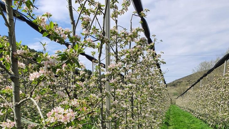 Tras un invierno extremo y nuevas heladas en abril, el sector frutícola enfrenta una de sus peores temporadas en años. Tras un invierno extremo y nuevas heladas en abril, el sector frutícola enfrenta una de sus peores temporadas en años.