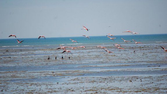 Las aves playeras deslumbran en las costas grutenses