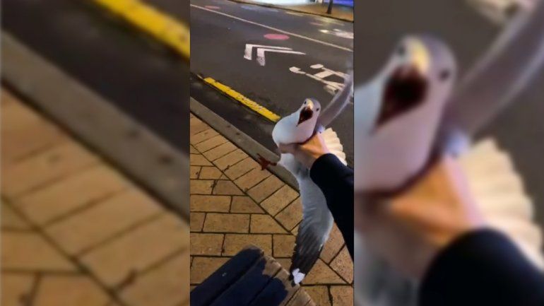 TikTok: hombre se vuelve viral tras agarrar una gaviota