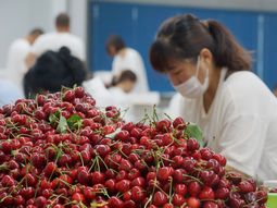 China es el principal mercado de destino para la oferta exportable de cerezas chilenas. China es el principal mercado de destino para la oferta exportable de cerezas chilenas.
