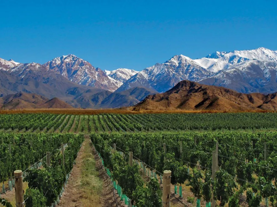 Chile invierte USD 8 millones en el vino de Argentina