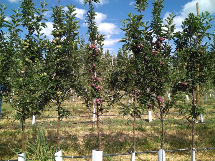 Homogeneidad en las plantaciones, otra de las característica que se necesita para el éxito de una reconversión.
