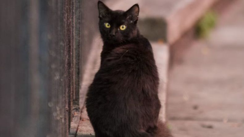 Refugios y veterinarias refuerzan controles durante Halloween para evitar adopciones impulsivas y proteger a los animales del maltrato. | LM Neuquen Refugios y veterinarias refuerzan controles durante Halloween para evitar adopciones impulsivas y proteger a los animales del maltrato.