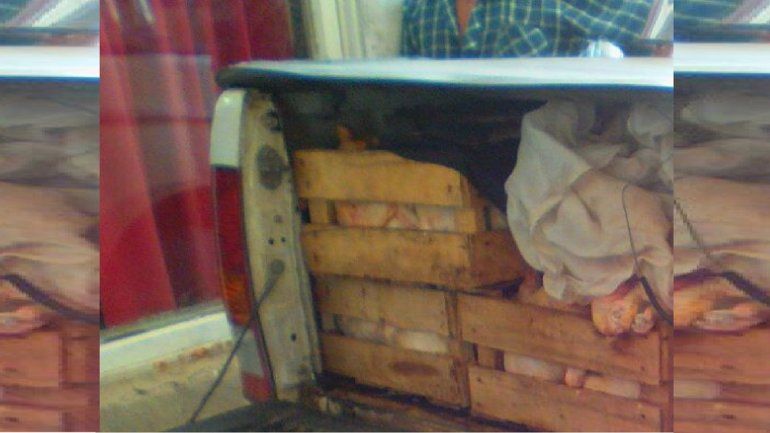 Decomisaron 250 kilos de pollo transportados ilegalmente