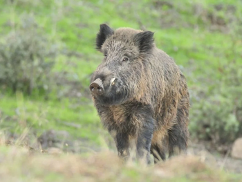 La contaminación de la fauna silvestre también plantea riesgos para la salud humana.