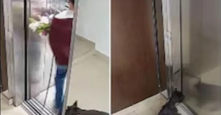 Las cámaras de seguridad del edificio lograron registrar el momento en que la dueña de la mascota entra al ascensor.