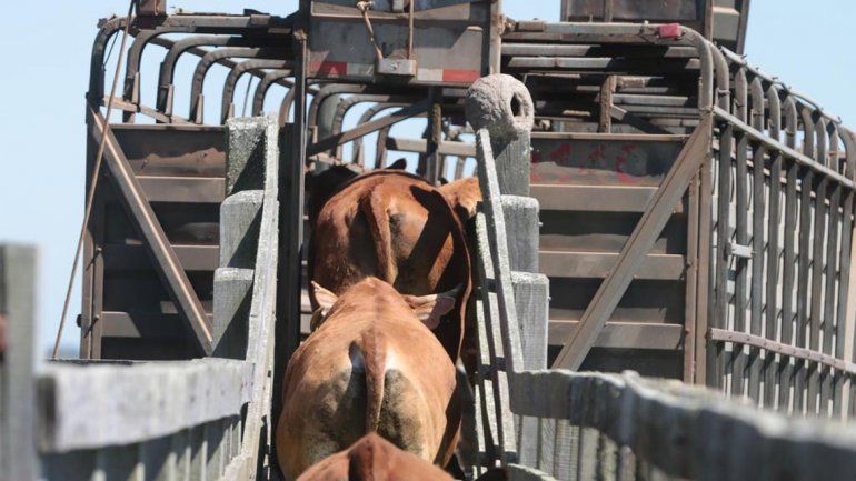 Los delincuentes aprovecharon el cargador para subir el ganado a un camión en la estancia Las Coloradas.