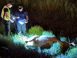 violento choque de una camioneta termino con una vaca muerta en ruta 7 violento choque de una camioneta termino con una vaca muerta en ruta 7