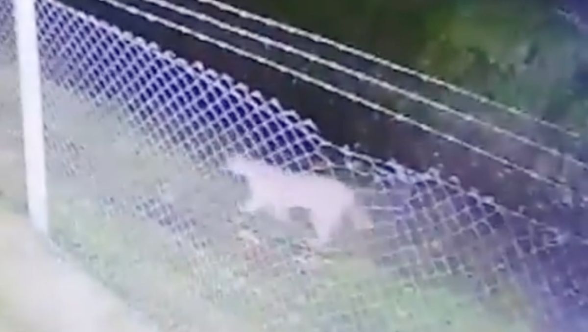 Personal de Defensa Civil y la policía rural recorren la zona en busca del puma, que hasta ahora no volvió a ser visto.